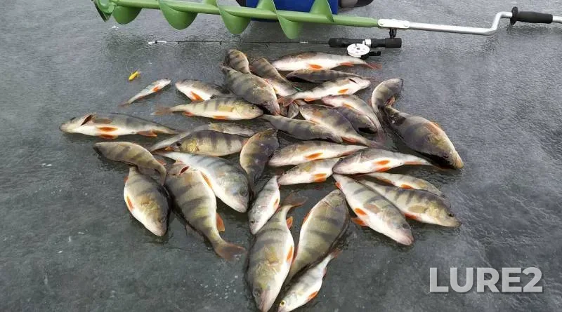 Perch — Vymno, Feb 18, 2020