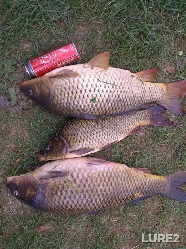 Carp — Gomelskaya oblast, Vetkovskiy rayon, Aug 12, 2018