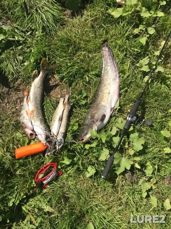 Wels catfish, Perch — Don, Aug 14, 2018