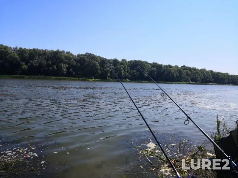 Crucian carp, Roach — Don, Aug 18, 2018