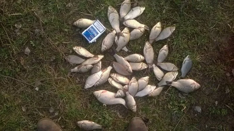 Карась