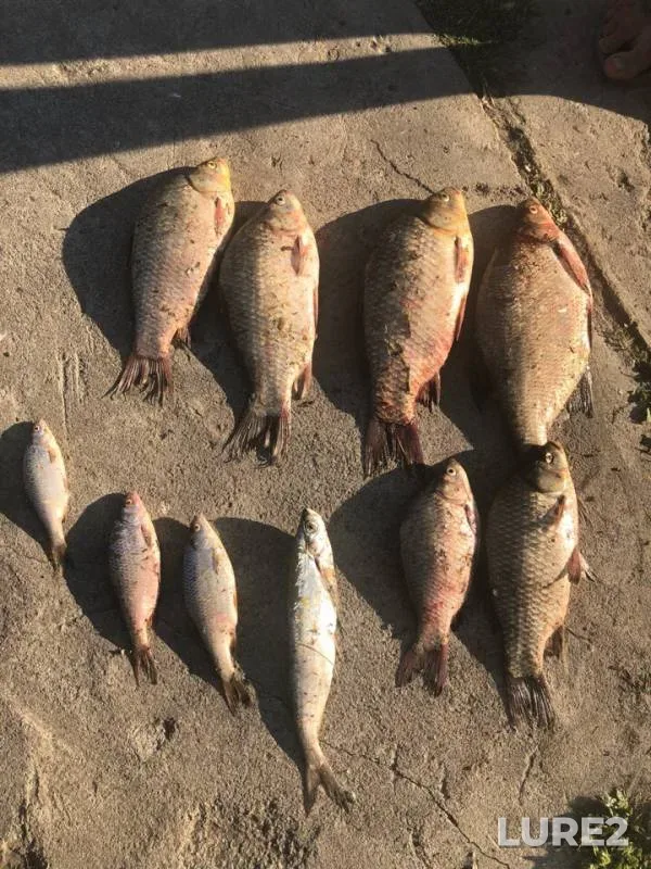 Bream, Crucian carp — Don, Aug 19, 2018