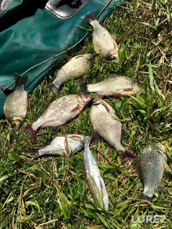 Bream, Crucian carp — Don, Aug 25, 2018