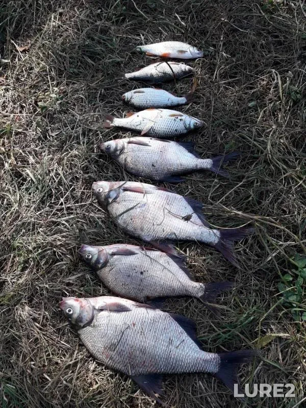 Bream, Roach — Skniga, Aug 25, 2018