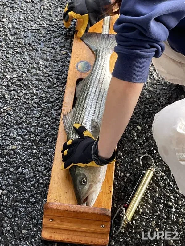 Striped bass — Lieutenant River, Jun 17, 2017, 7:15 AM