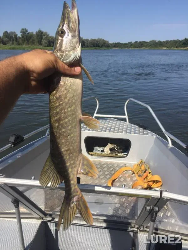 Pike — Don, Sep 01, 2018