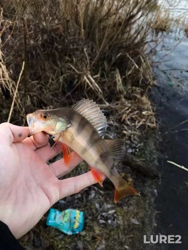 Perch — Skha, Dec 16, 2019