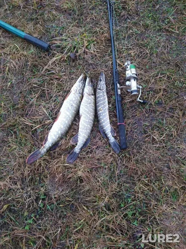 Pike — Chereyskoye, Jan 11, 2020