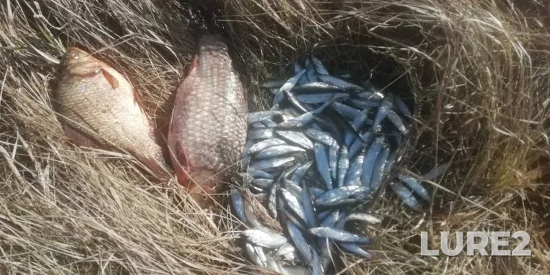 Bleak, Crucian carp — Lukomlskoye, Feb 25, 2020