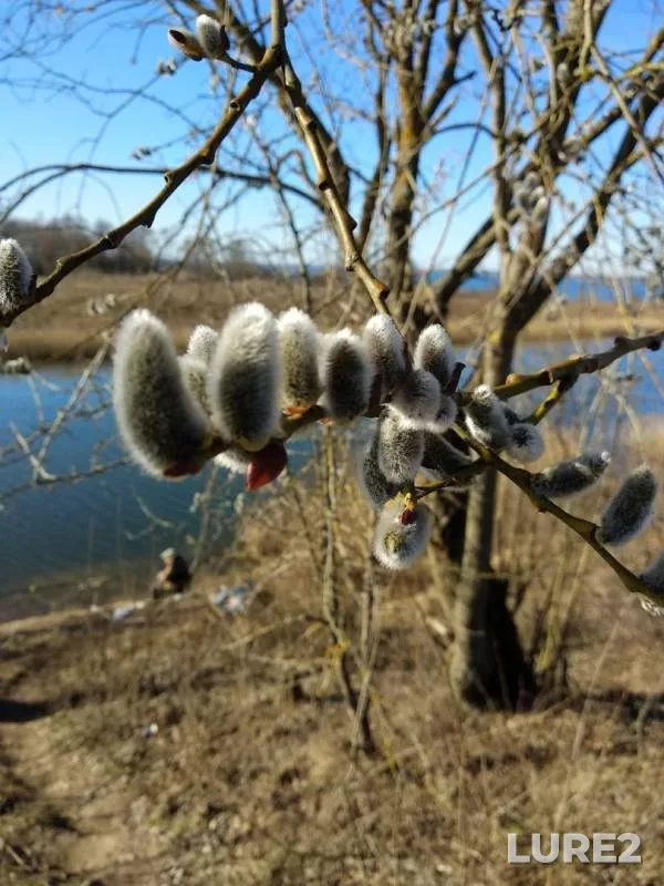 Bleak, Bream — Lukomlskoye, Mar 20, 2020