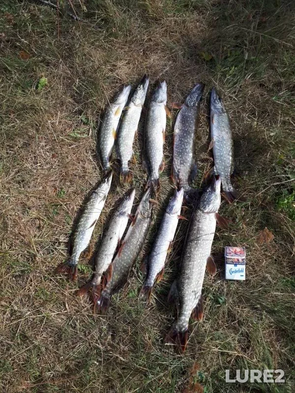 Pike — Voronezhskaya oblast, Sep 08, 2018