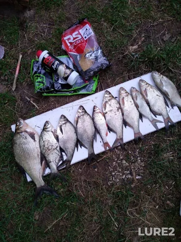 Bream, Roach — Zaslavskoye, Jul 08, 2019