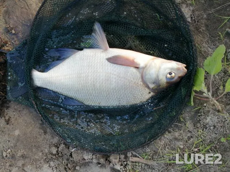 Bream, Carp — Gomelskaya oblast, Zhitkovichskiy rayon, Aug 23, 2019