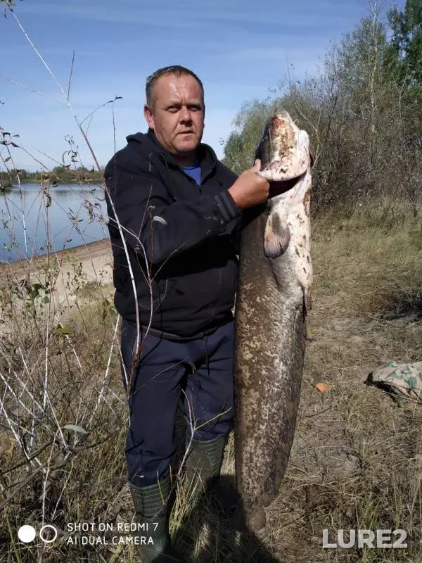 Wels catfish — Merlyavitsa, Sep 24, 2019