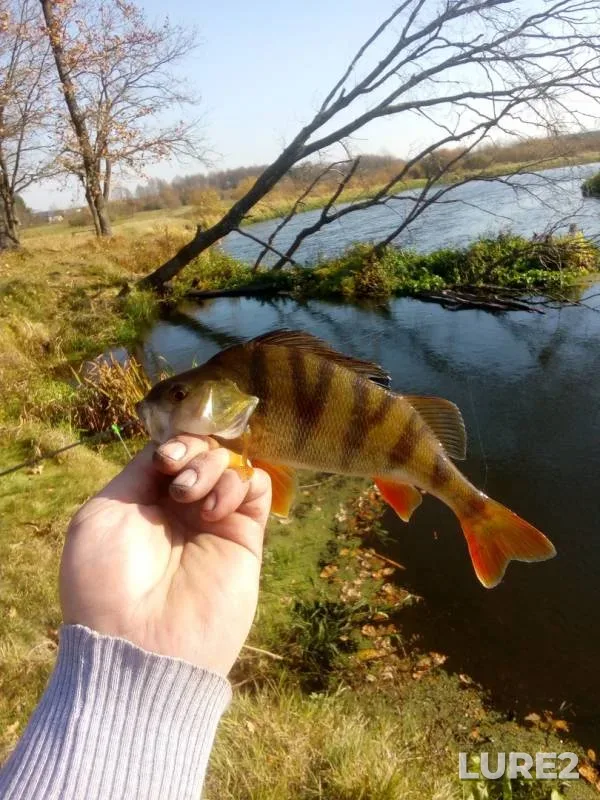 Perch — Neman, Oct 17, 2019