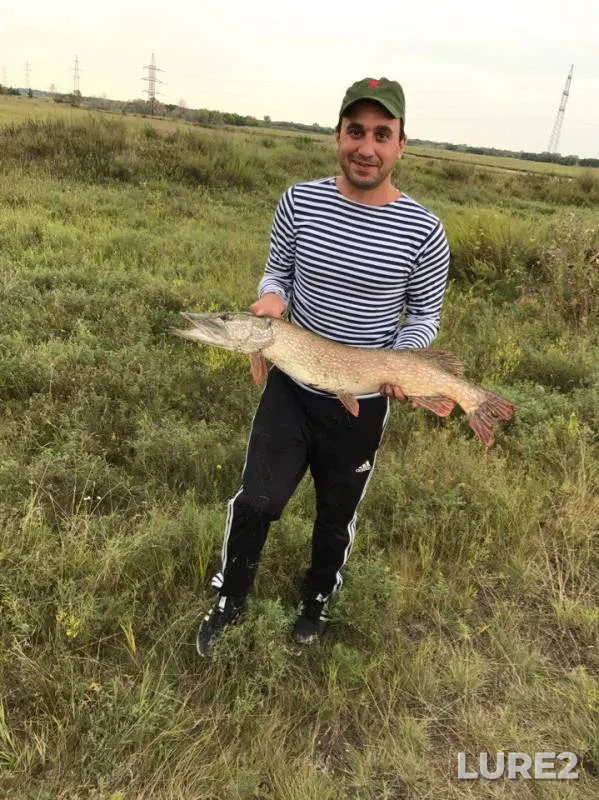 Pike — Chelyabinskaya oblast, Aug 26, 2017