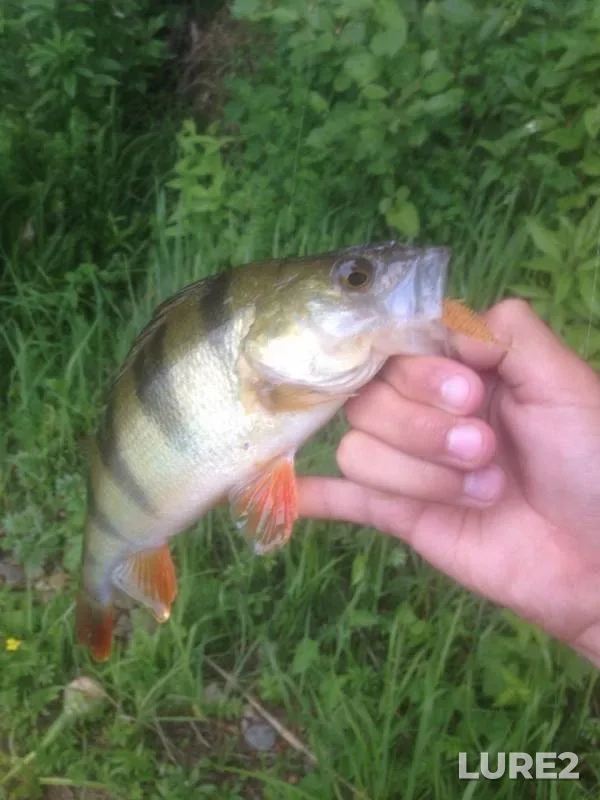 Perch, Pike — Soro, Jun 16, 2018