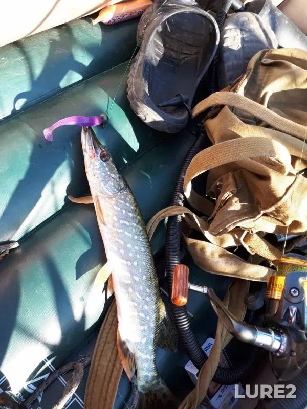 Pike — Voronezhskaya oblast, Aug 01, 2018