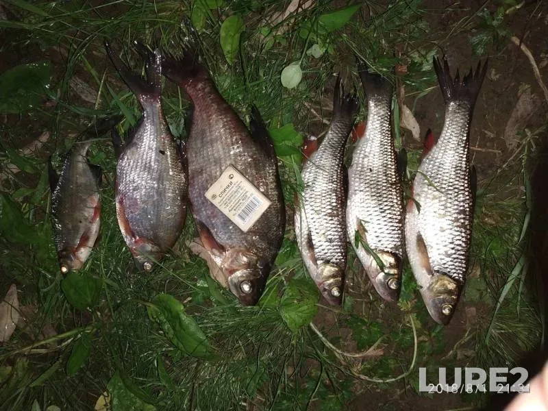 Bream, Chub — Zapadnaya Dvina, Aug 02, 2018
