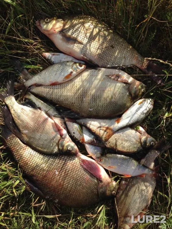 Bream, Roach — Pakhra, Aug 06, 2018