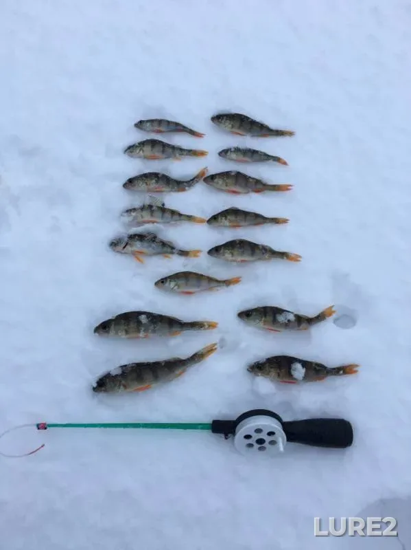Perch — Soro, Dec 31, 2018