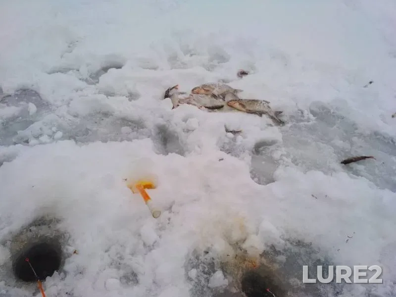 Bream, Perch — Gorodno, Jan 13, 2019