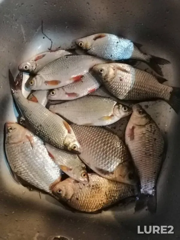 Crucian carp, Roach — Dnіpropetrovska oblast, Apr 26, 2019