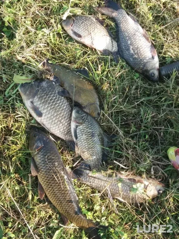 Crucian carp, Tench — Sukhaya Rossosh, Jul 21, 2018