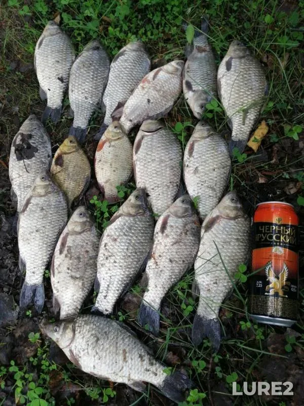 Crucian carp — Tukhkalampi, May 27, 2019
