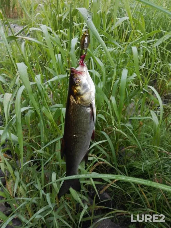 Asp, Perch — Zapadnaya Dvina, Jun 24, 2019