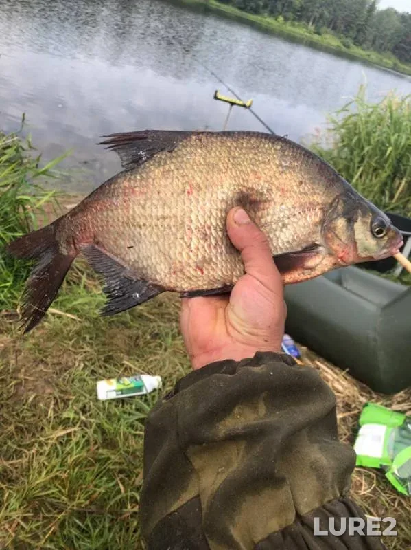 Bream — Sechna, Jul 14, 2019
