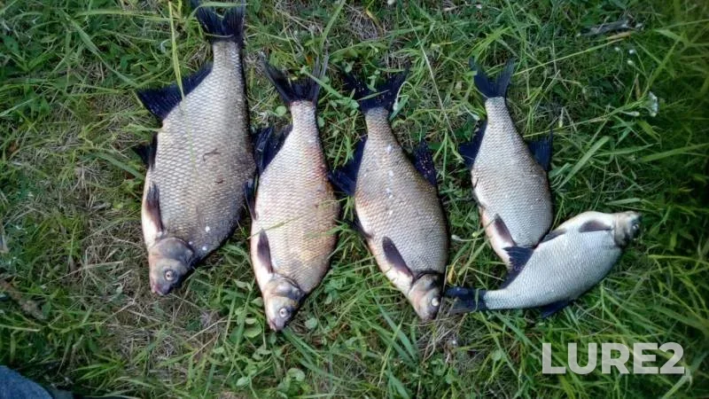 Bream, Perch — Vileyskoye, Jun 04, 2017