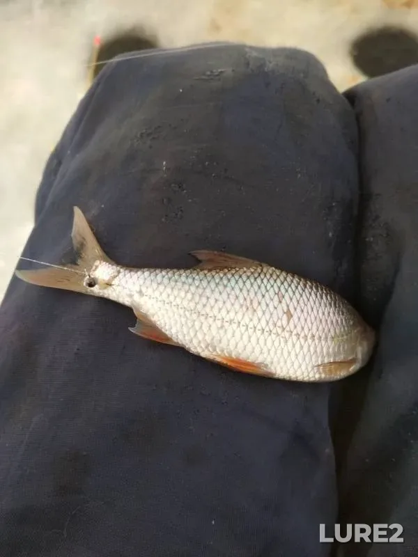 Roach — Kasutka, Feb 16, 2018
