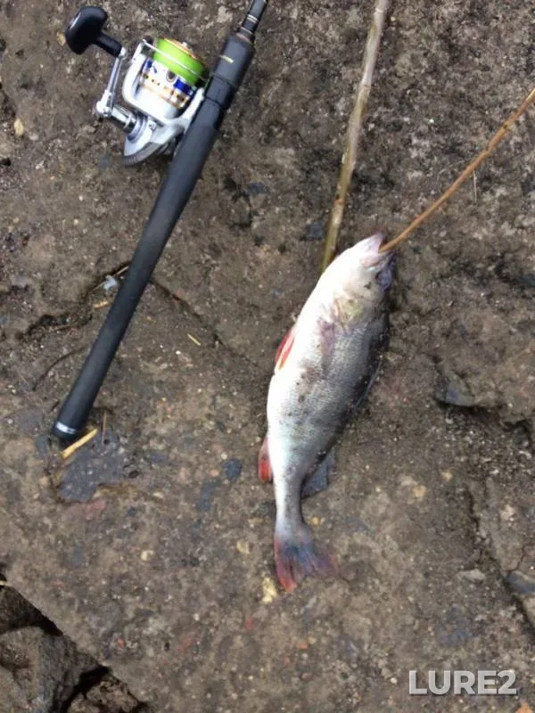 Perch — Kasutka, Apr 01, 2018