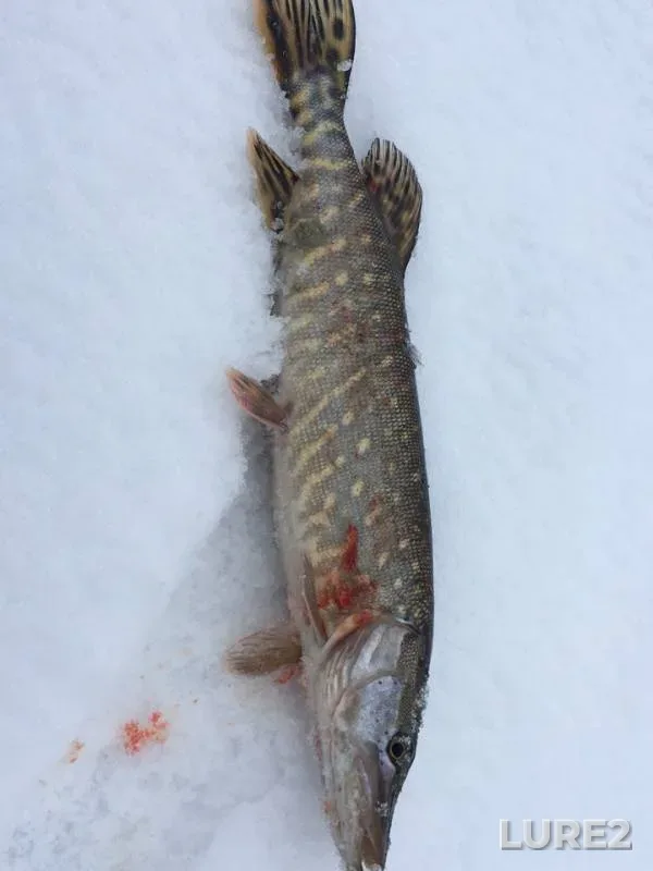 Pike — Kasutka, Feb 02, 2019