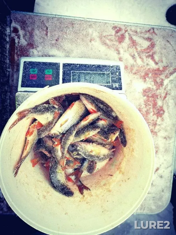 Roach — Yantykovo, Mar 04, 2019