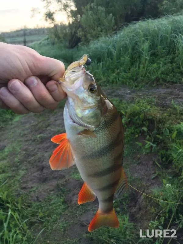 Perch, Pike — protoka Akopas, Aug 03, 2019