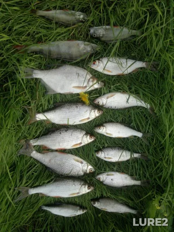 Bream, Perch — Tura, Aug 21, 2016