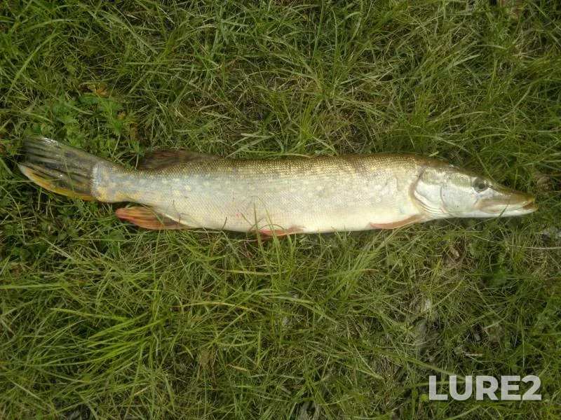Pike — Pyshma, Aug 18, 2015