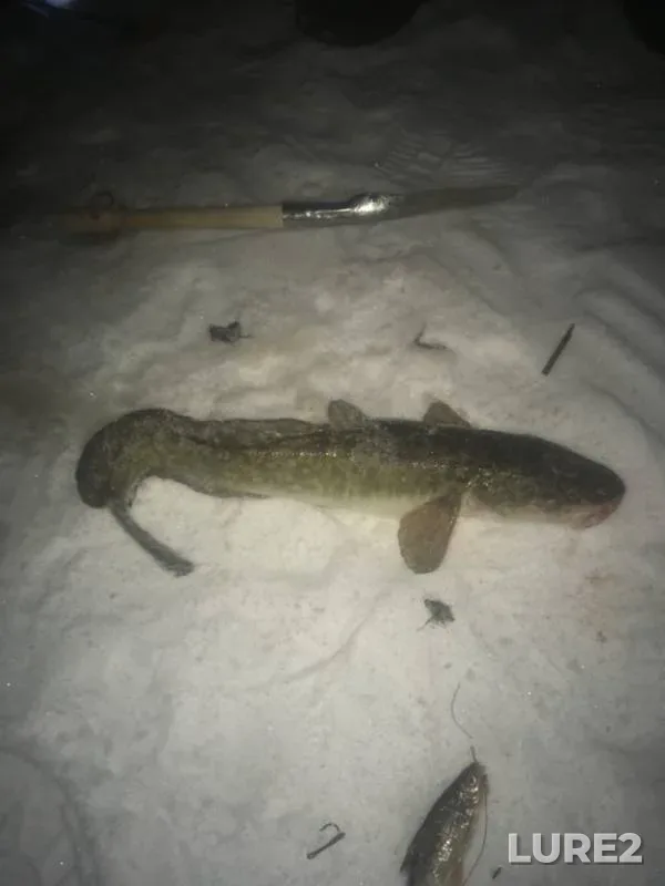 Burbot — Tura, Dec 05, 2019