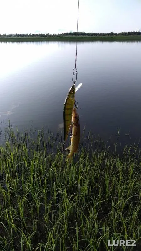 Pike — Khanty-Mansiyskiy avtonomnyy okrug — Yugra, Aug 03, 2019