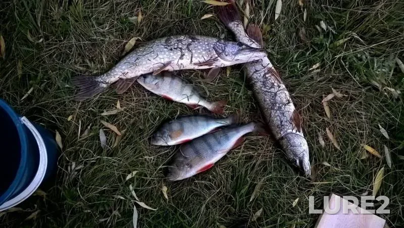 Perch, Pike — Irtysh, Sep 18, 2017