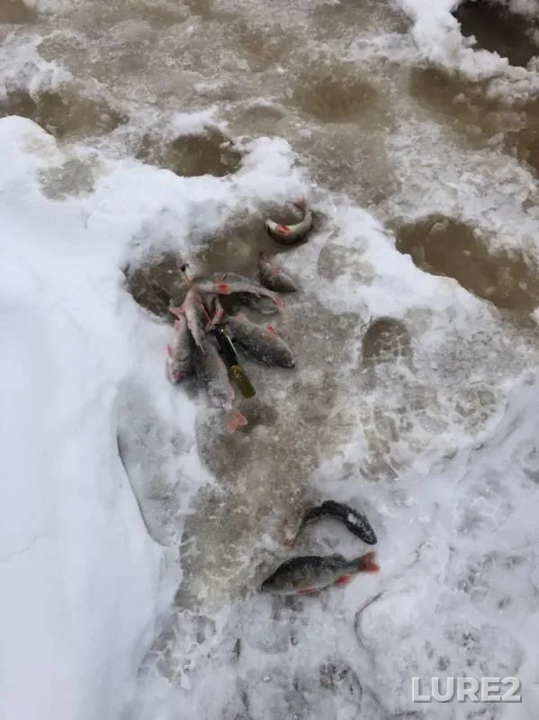 Perch — Yarudey, Dec 03, 2019