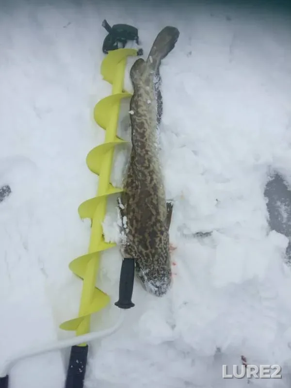 Burbot — Irtysh, Dec 07, 2019
