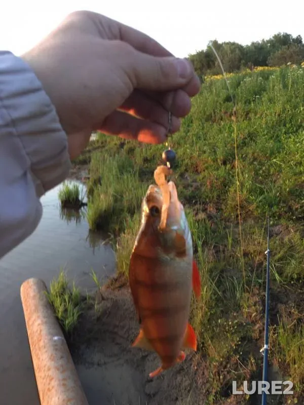 Perch — Goluboye, Aug 05, 2019