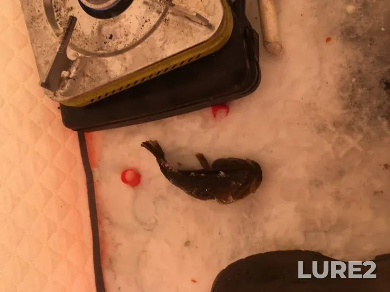 Crucian carp — Yarovoye, Dec 10, 2019