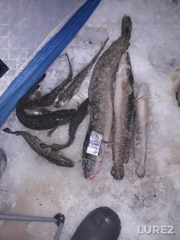 Burbot — Iset, Dec 14, 2019