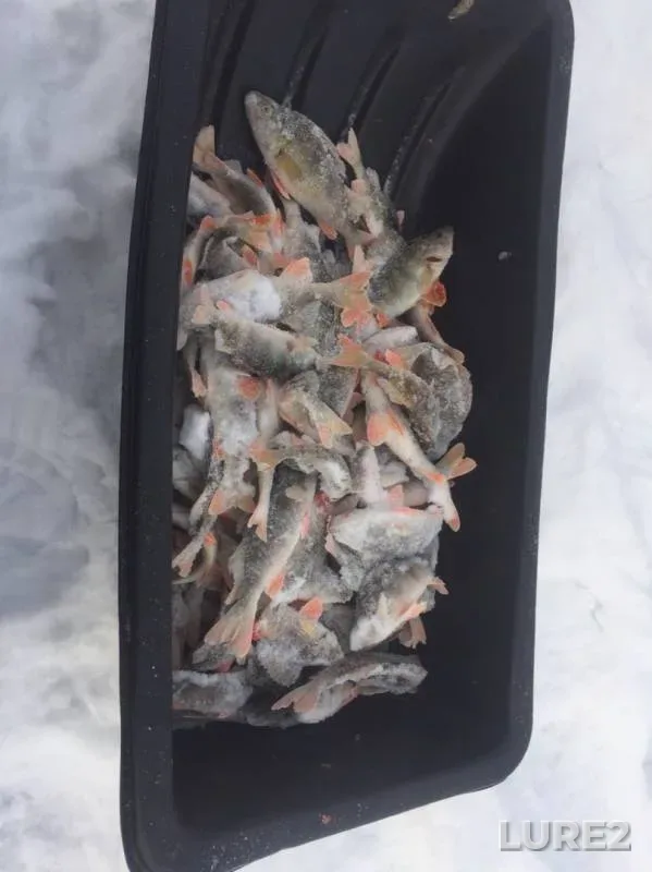 Perch — Bobrovnoye, Dec 15, 2019