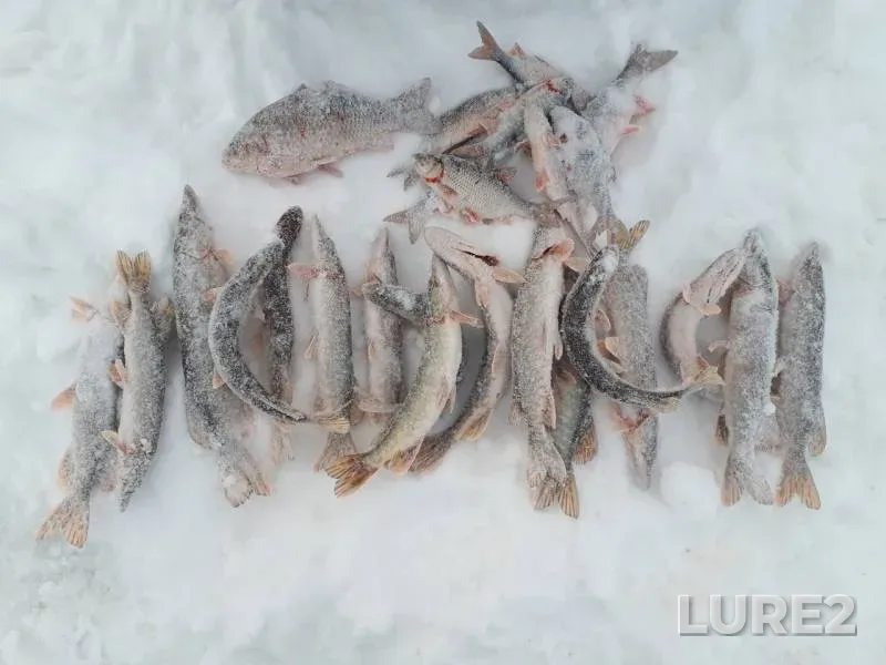 Crucian carp, Pike — Tobyl - Tobol, Dec 23, 2019
