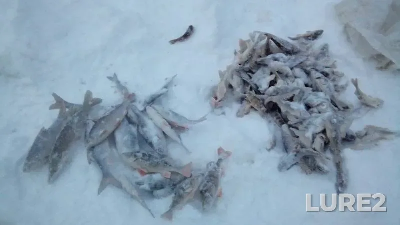 Perch, Roach — Arakhtey, Dec 27, 2019
